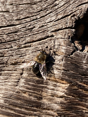 Common Drone Fly