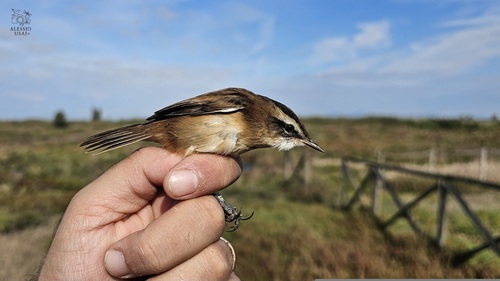 Moustached Warbler