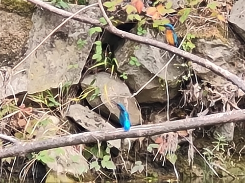 Common Kingfisher