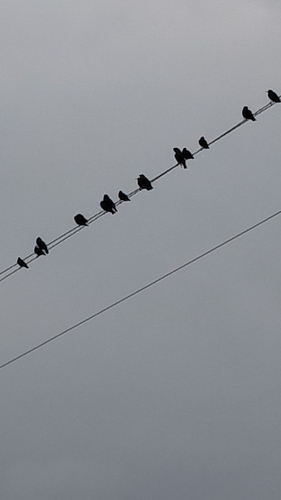 European Starling