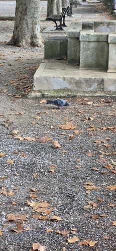 Feral Pigeon