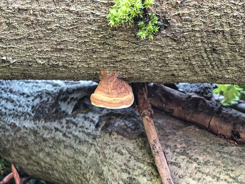 Red-banded Polypore