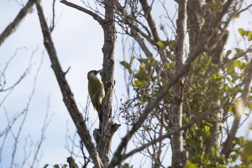 Eurasian Green Woodpecker