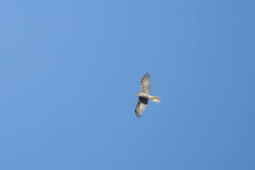 Eurasian Sparrowhawk