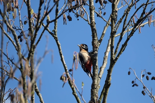 Great Spotted Woodpecker