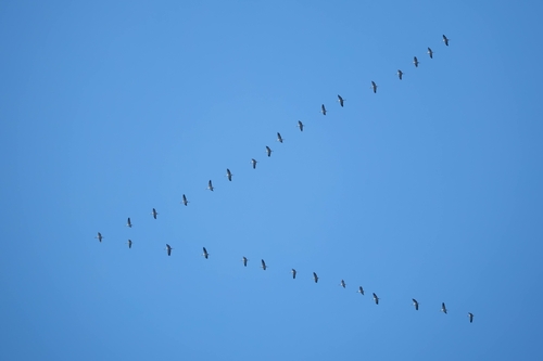 Common Crane