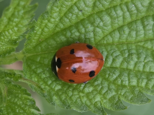 Seven-spotted Lady Beetle