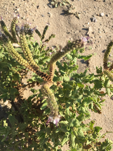 gypsum phacelia