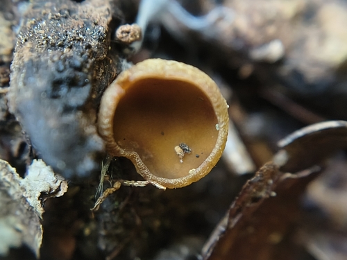 brown cup