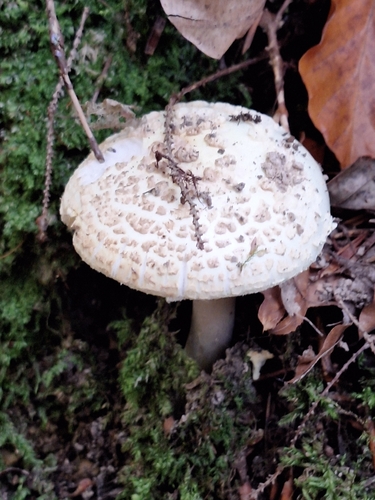 False Death-cap