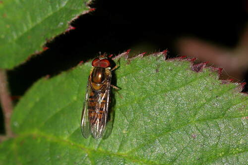 Marmalade Hover Fly