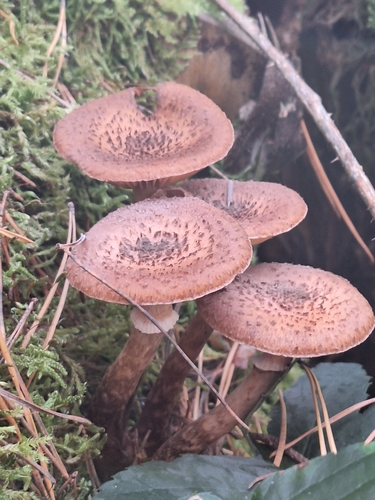 Honey Mushroom