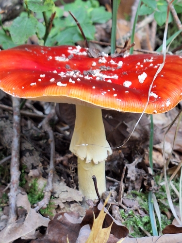 Fly Agaric