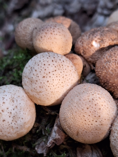 Pear-shaped Puffball