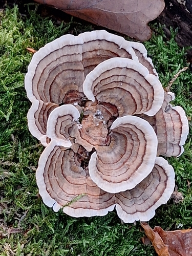 turkey-tail