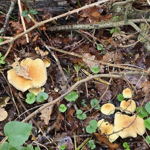 Sulphur Tuft