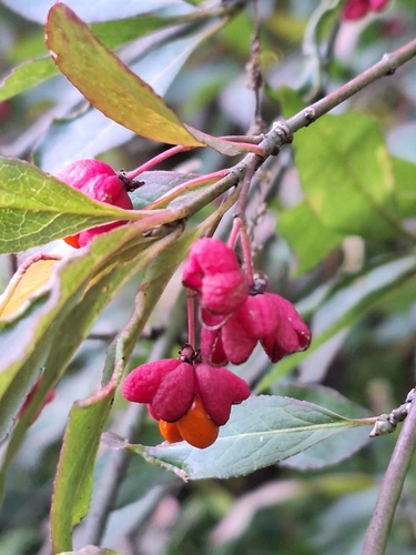 Spindle