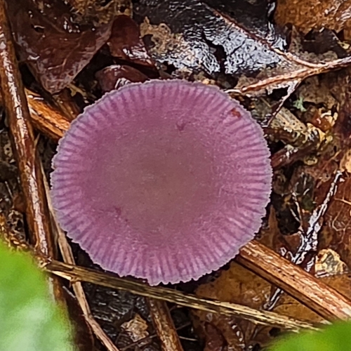 Amethyst Deceiver