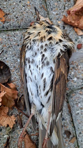Song Thrush