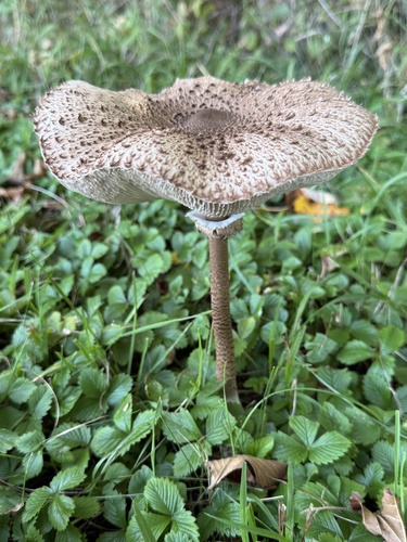 Parasol