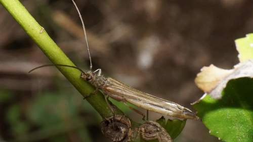 Stenorhopalus virescens