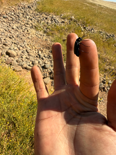 iNaturalist observation photo of Meloinae
