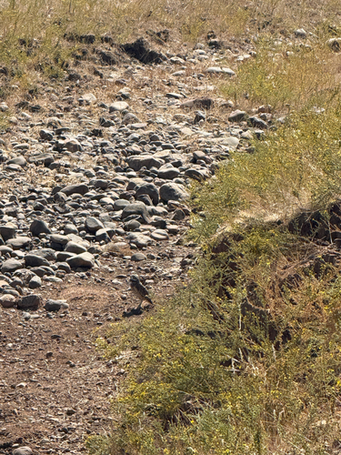 iNaturalist observation photo of Burrowing Owl