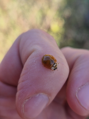 Asian Lady Beetle