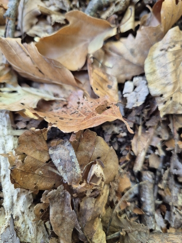 Red-headed Chestnut