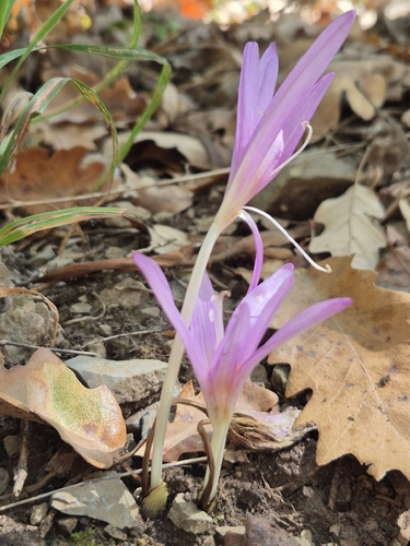 Autumn Crocus