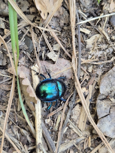 Springtime Dung Beetle