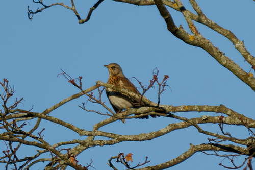 Fieldfare