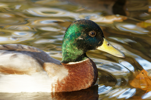 Mallard