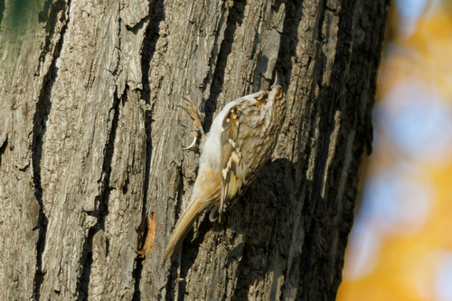 Eurasian Treecreeper