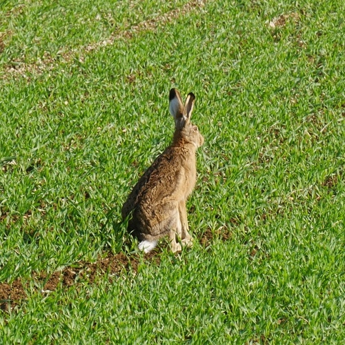 Brown Hare