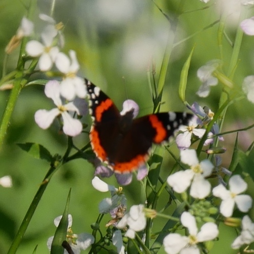 Red Admiral