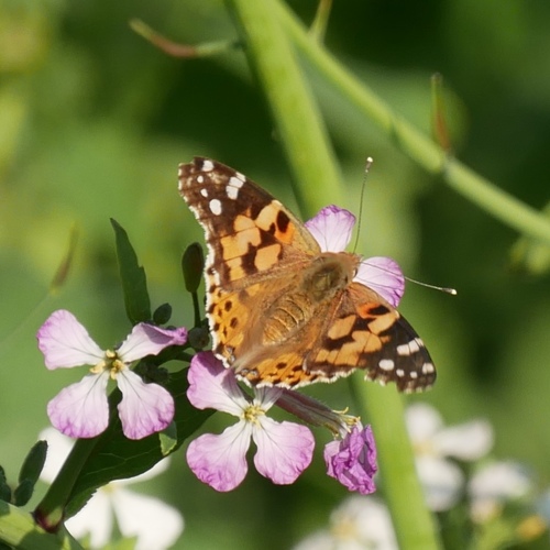 Painted Lady