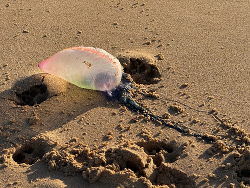 Portuguese Man o' War