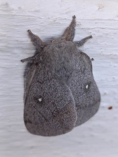 Polilla de seda