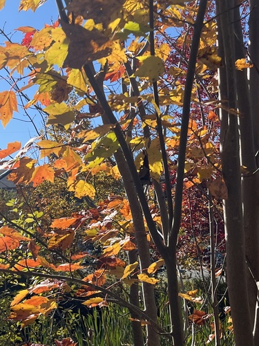 red maple