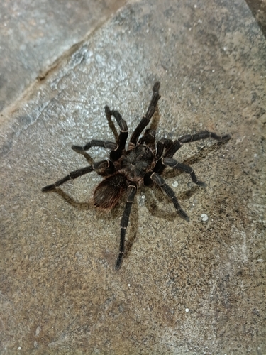 Brazilian Giant Black Tarantula