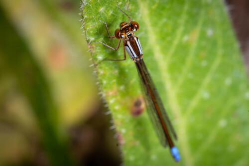 Ischnura denticollis