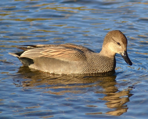 Gadwall