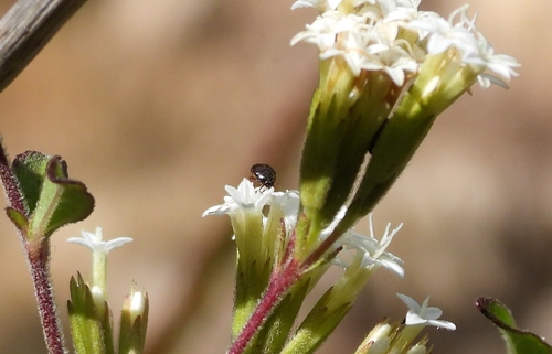Cryptorhopalum