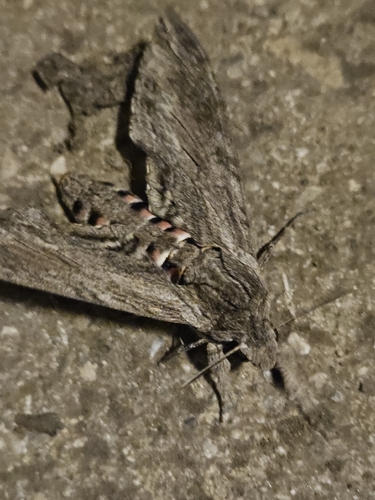 Convolvulus Hawkmoth
