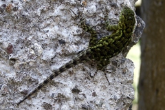 Sceloporus malachiticus image