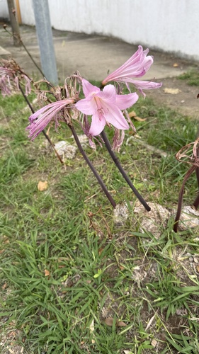 Belladonna Lily
