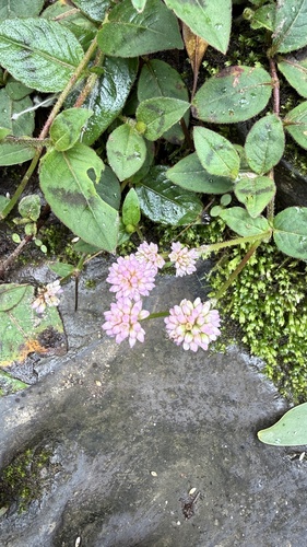 pink knotweed