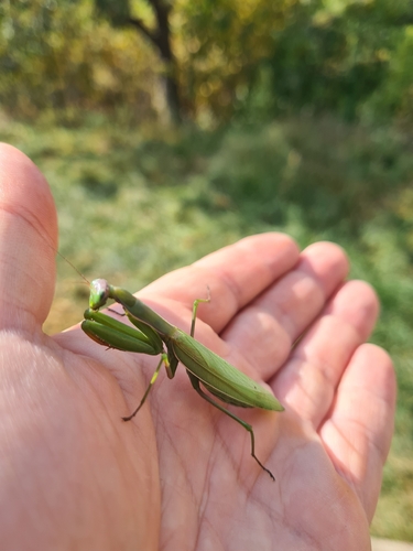European Mantis