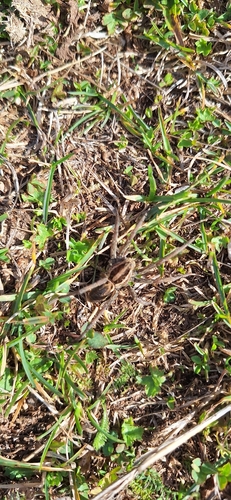 Radiated Wolf Spider